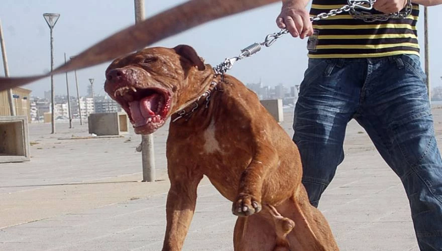 Πιτ μπουλ επιτέθηκε σε κοριτσάκι μόλις ενός έτους – Το είχαν στην οικογένεια για πέντε χρόνια!